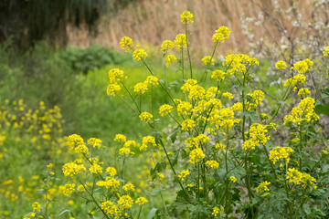 medicinal plants, medicinal plant flowers.