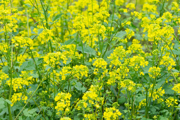 medicinal plants, medicinal plant flowers.