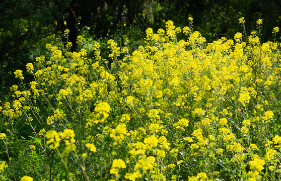 Fototapeta medicinal plants, medicinal plant flowers.