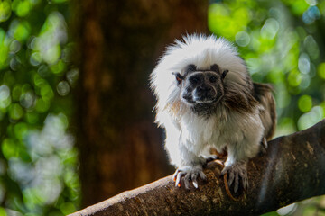 Cotton-top tamarin small monkey on a tree trunk