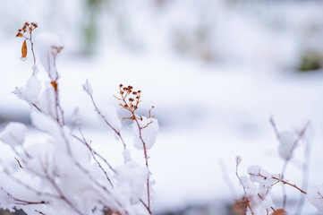 春の雪と枯れ木