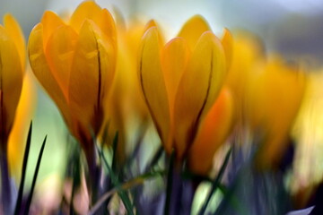 Gelbe Krokusblüten im Frühling