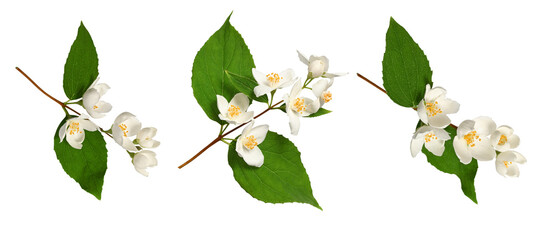 Branches of blooming jasmine  (Philadelphus coronarius) isolated on white background. Perfect for creating designs, cards, patterns, floral arrangements, frames, wedding cards and invitations.
