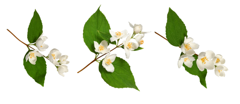 Branches of blooming jasmine  (Philadelphus coronarius) isolated on white background. Perfect for creating designs, cards, patterns, floral arrangements, frames, wedding cards and invitations.