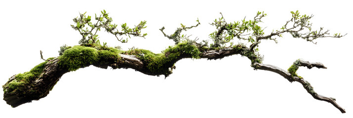 Moss-covered tree branch cut out, isolated on white or trasparent background