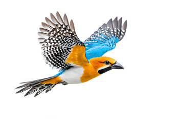 Obraz premium Flying bird isolated on white background