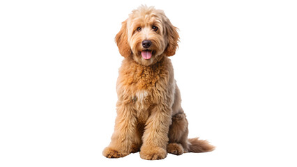 Fototapeta premium Golden Doodle Dog Isolated on Transparent Background PNG