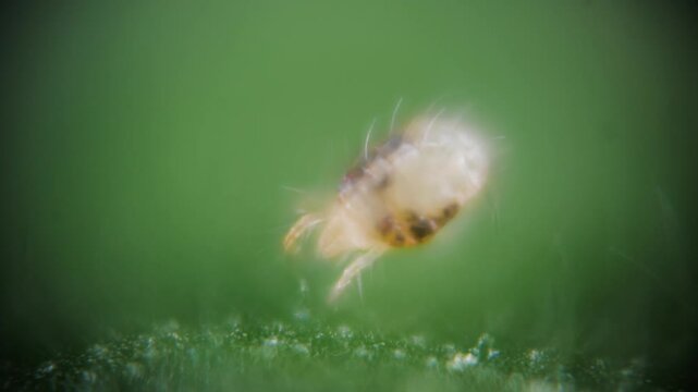 Two Spotted Spider Mite Under a Microscope, (Tetranychus Urticae) Crawling on a Hibiscus Leaf is a Species of Plant Feeding Mite a Pest
