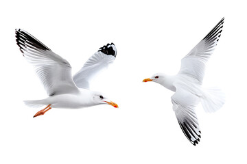 Obraz premium White dove flying isolated on white background