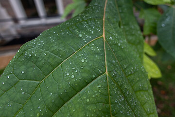 Dew drops on large leaves