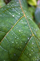 Dew drops on large leaves