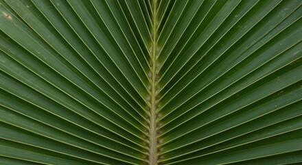 Close Up of Palm Leaf Showing Texture and Pattern in Green