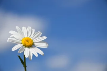 Gardinen A daisy flower in summer, Sainte-Apolline, Québec, Canada © Claude Laprise
