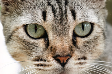 A close-up of the gaze of a gray cat with green eyes.