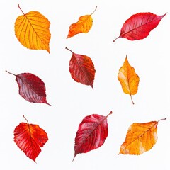 Obraz premium Colorful autumn leaves on white, transitioning from vibrant yellows to deep reds, representing seasonal change and natural beauty. Use for fall designs.