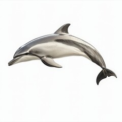 Obraz premium Sleek dolphin, gracefully leaping against a white background, representing marine life and ocean conservation. Ideal for oceanography and nature projects.