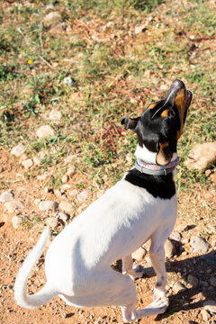 Portrait of a bodeguero breed dog with brown eyes and open mouth. The dog is happy sticking out his tongue
