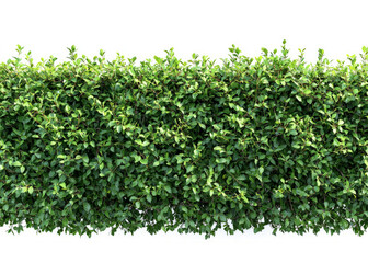 Dense, layered hedge with intertwining branches and thick green foliage, botanical style, white background