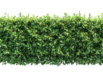 Dense, layered hedge with intertwining branches and thick green foliage, botanical style, white background
