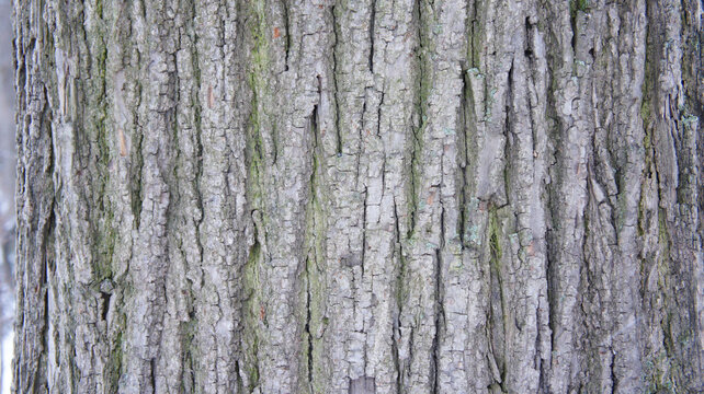 Close-up of textured ash tree bark with moss