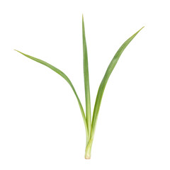 Naklejka premium Vibrant lemongrass leaf in pale green with long thin form isolated on white Perfect for concepts of freshness and natural ingredients