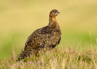 Red Grouse, Scientific name: Lagopus Lagopus. Close up of an alert male Red Grouse in Summer  facing right in heather on managed grouse moorland.  Clean background.  Horizontal. Space for copy.