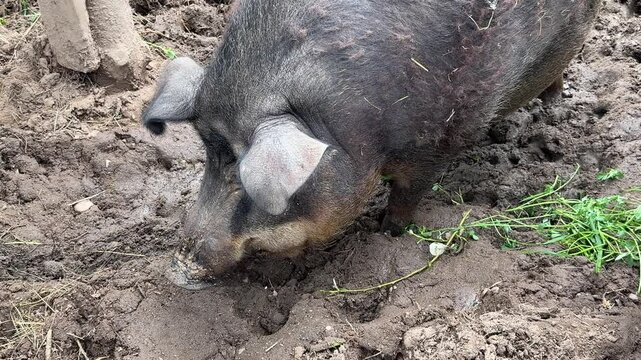 A big black fat piggy is digging in the mud.