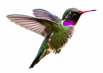 Fototapeta premium Vibrant Hummingbird in Mid-Air with Iridescent Plumage