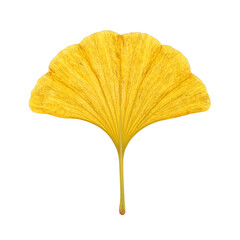 Naklejka premium Close up of a golden ginkgo leaf radiant yellow with intricate veins on a crisp white backdrop Natures elegance captured in stunning detail