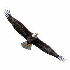 Obraz premium Majestic Bald Eagle in Flight with Wings Fully Extended