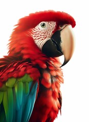 Obraz premium Vibrant Scarlet Macaw Parrot Close Up Stunning Exotic Bird Photography
