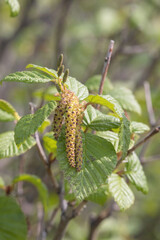 Obraz premium Alder tree in Alaska on spring day