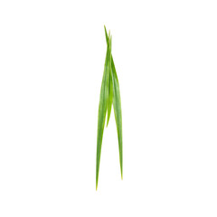 Obraz premium Vibrant green bamboo leaf with pointed tips elegantly displayed in stunning detail on a clean white background
