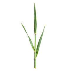 Naklejka premium Vibrant green bamboo leaf with pointed tips elegantly displayed in stunning detail on a clean white background
