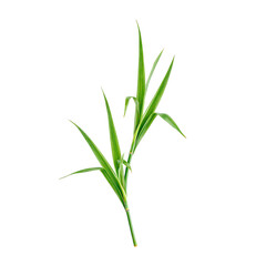 Fototapeta premium Vibrant green bamboo leaf with pointed tips elegantly displayed in stunning detail on a clean white background
