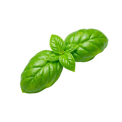 Fototapeta premium Fresh green basil leaf isolated on white showcasing its vibrant color and smooth texture Aromatic and aesthetically pleasing culinary image