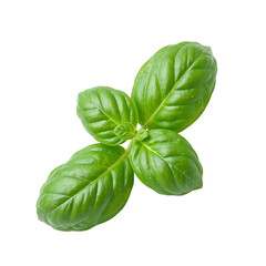 Fototapeta premium Fresh green basil leaf isolated on white showcasing its vibrant color and smooth texture Aromatic and aesthetically pleasing culinary image
