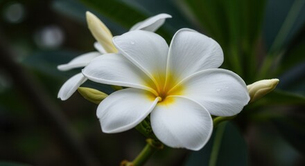 Fototapeta premium Close-up of Beautiful White Plumeria Flower with Yellow Center Blooming