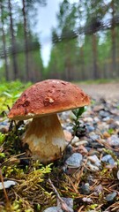 A red-capped mushroom stands tall among vibrant green moss and foliage in a sunlit forest. The scene captures the beauty of nature with intricate details and textures.