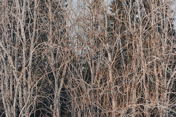 Willow trees by the Olterudelva Valley, Toten, Norway, in March.