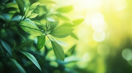 Obraz premium Green fresh leaves with bokeh glare. Blurred natural background. Summer or spring season. Sunny day.