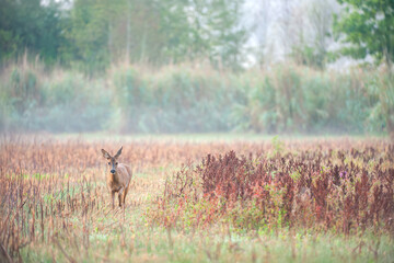 Roe deer doe walking in a dry pond. Capreolus capreolus, Phragmites australis, Sologne, Loiret 45, r&eacute;gion Centre-Val-de-Loire, France, European Union, Europe