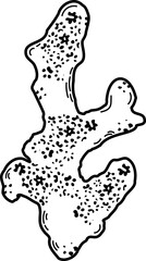 A sketch of a coral in the outline. Doodle, black and white image