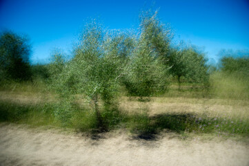 Obraz premium Abstract motion blur of bare trees in a misty forest, creating a sense of depth and mystery. Sardinia, Italy-