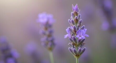 Fototapeta premium Close-up of Lavender Blooming with a Soft, Purple Haze Background