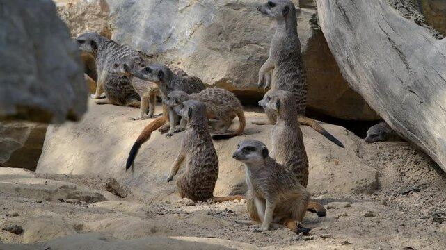 Erdm&auml;nnchen Gruppe zwischen Felsen