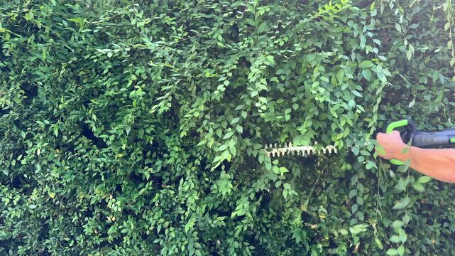 Pruning bushes and garden landscape design. A gardener trims branches of bushes with a battery-powered hedge trimmer. Garden design concept, landscape design, gardening, landscaping