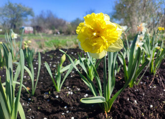 Large large yellow narcissus flower on green stem with green leaves growing in black ground on sunny spring day. Cultivated varietal flower daffodil. Blooming flower, petals and stamens. Plants nature