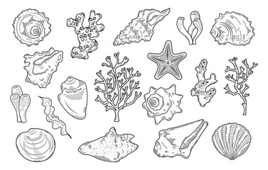A set of contour patterns of shells, corals, algae. Doodle, sketch, outline, black and white image.
