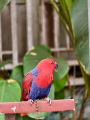Red bird beautiful